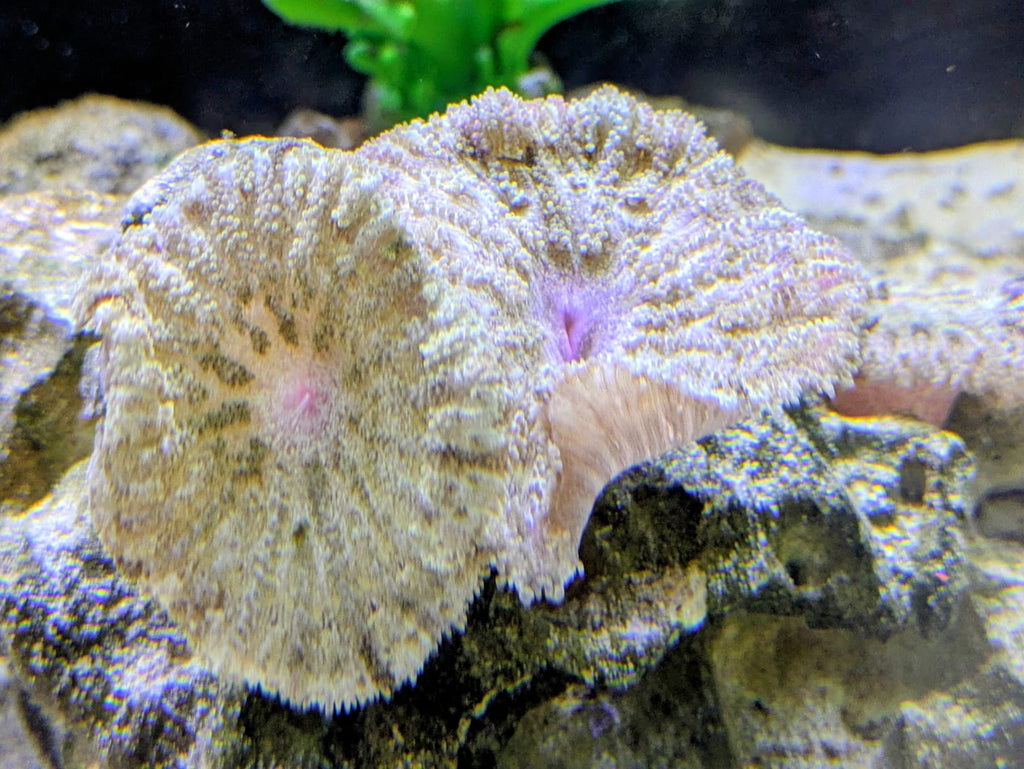 Mini carpet anemones (1)