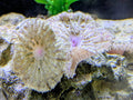Mini carpet anemones (1)