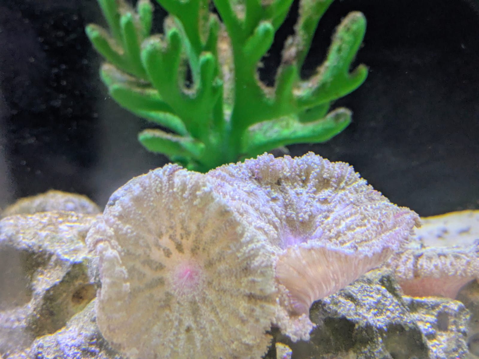 Mini carpet anemones (2)