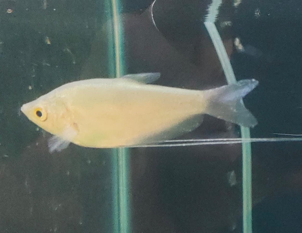 Moonlight Gourami
