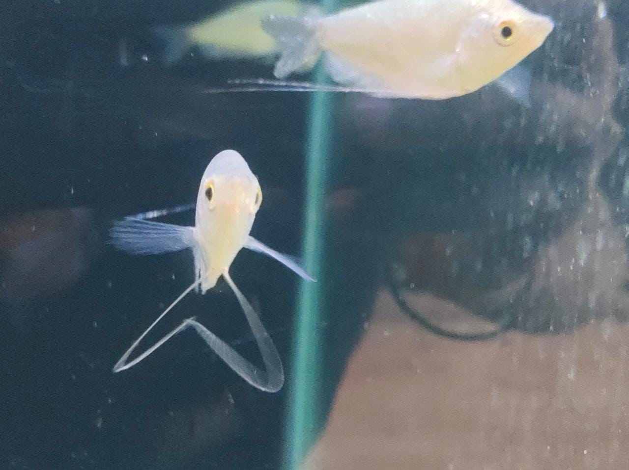 Moonlight Gourami