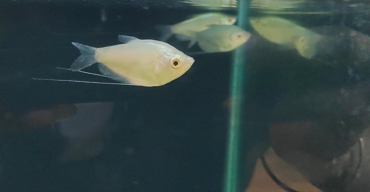Moonlight Gourami