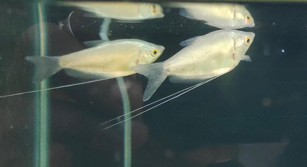 Moonlight Gourami