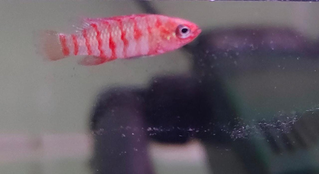 Red Badis