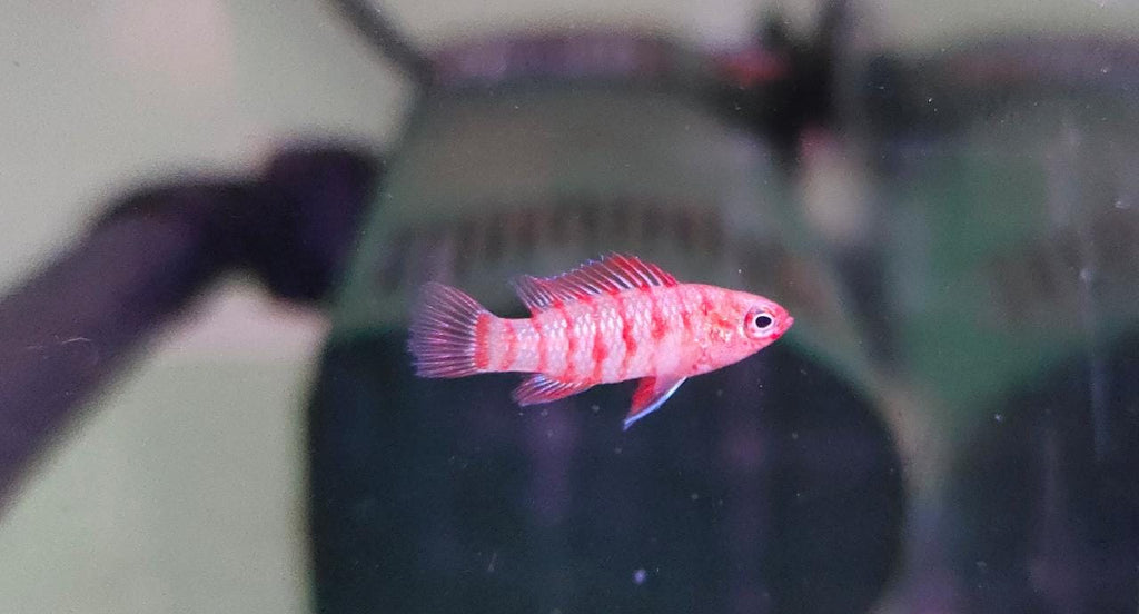 Red Badis