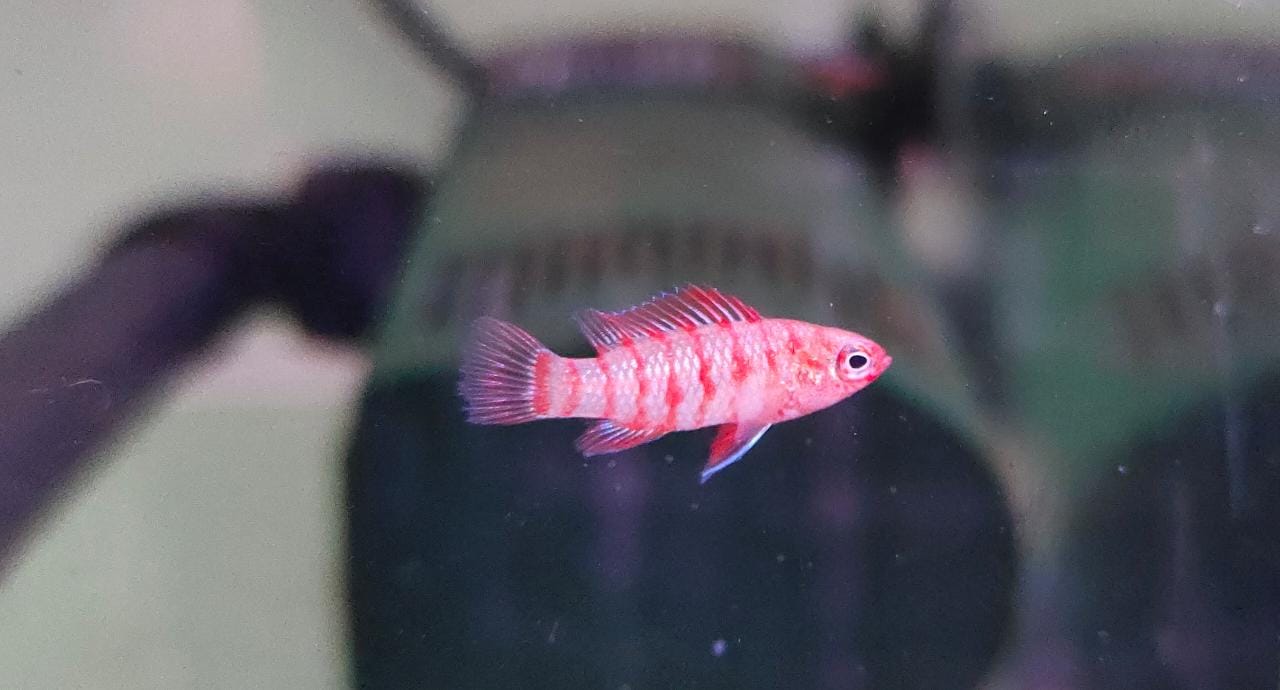 Red Badis