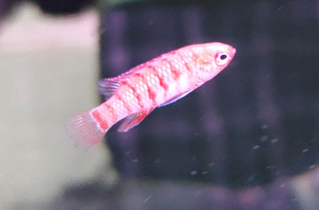 Red Badis