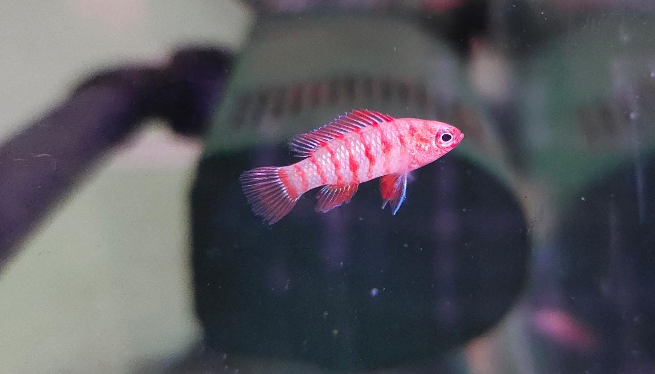 Red Badis