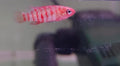 Red Badis