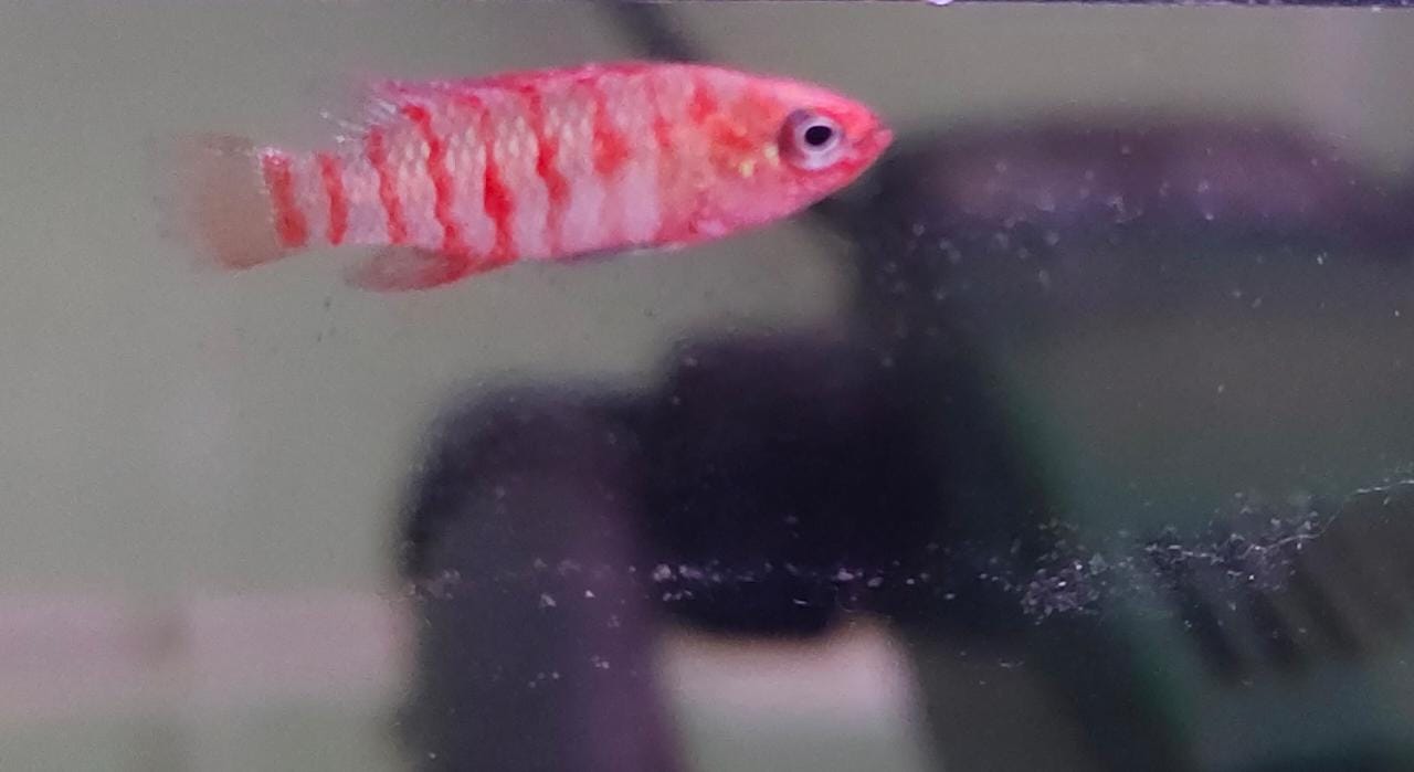 Red Badis
