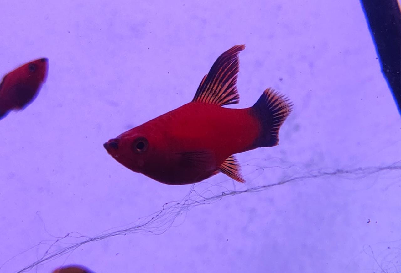 Hi Fin Platy
