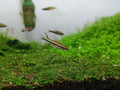 Golden Pencil Tetra