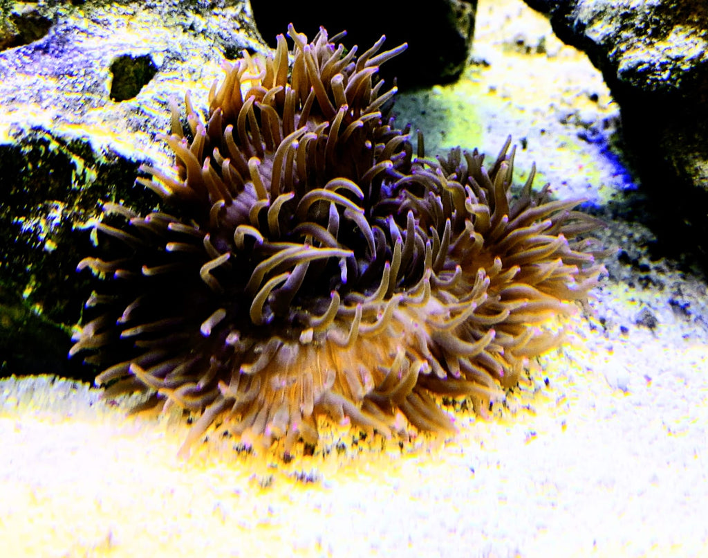 Pink anemone