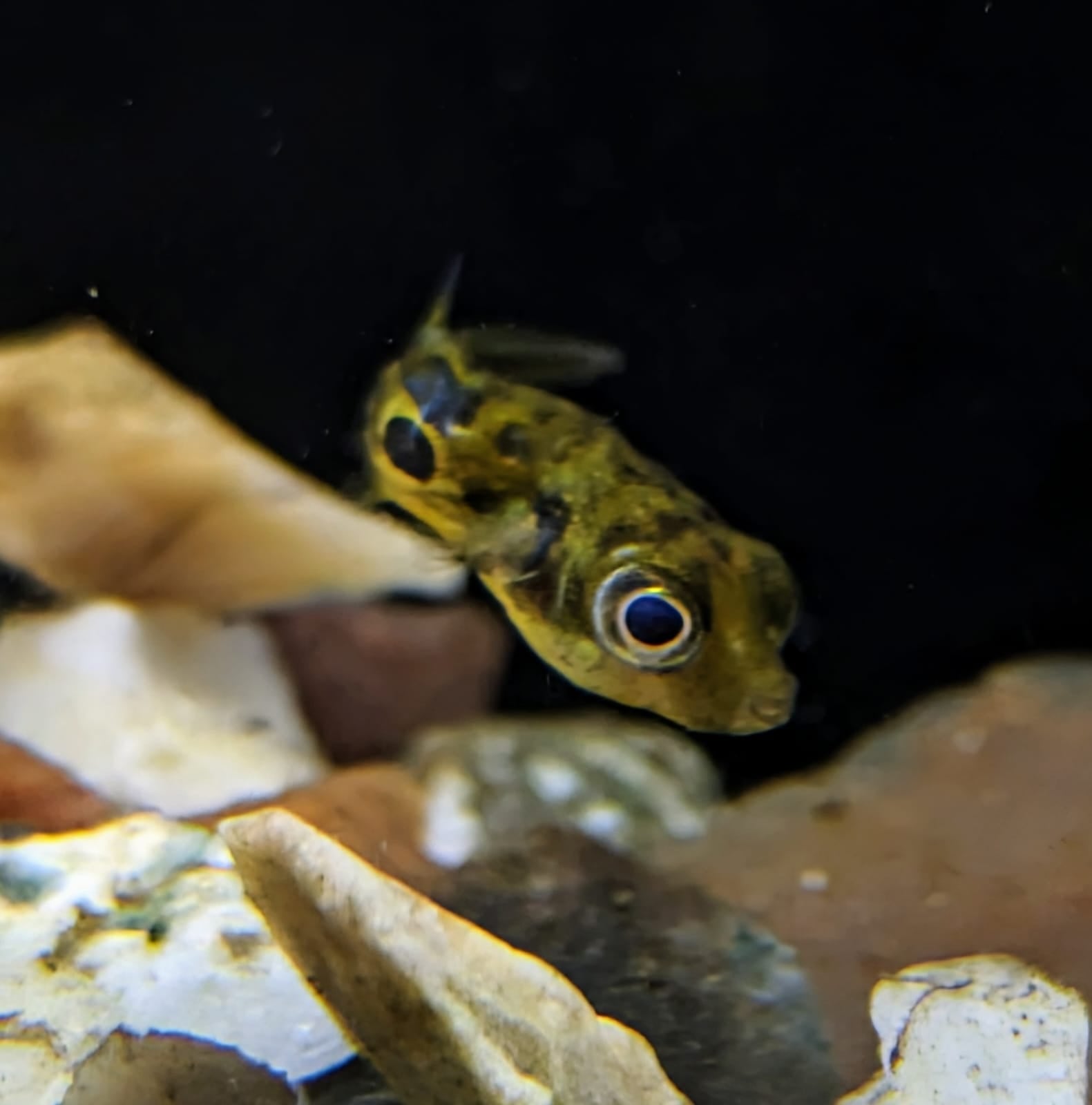 Dwarf pea puffer (