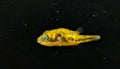 Dwarf pea puffer (