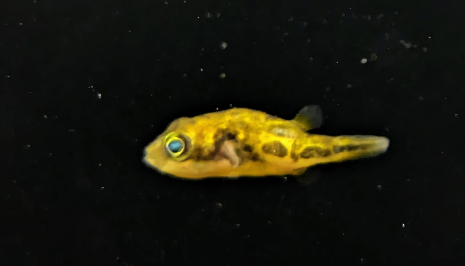 Dwarf pea puffer (
