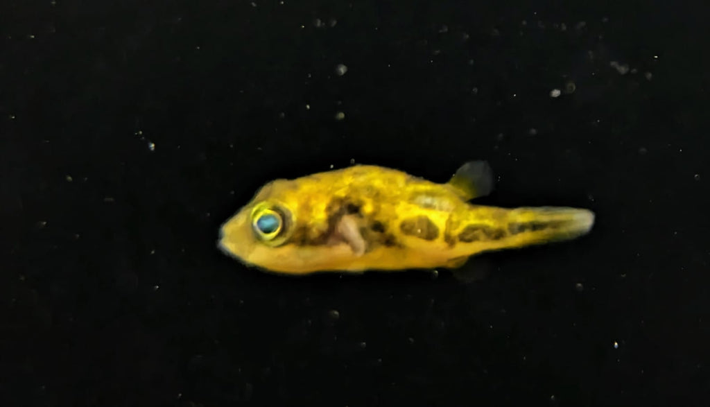 Dwarf pea puffer (