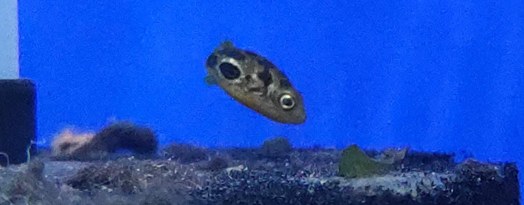Dwarf Pea Puffer