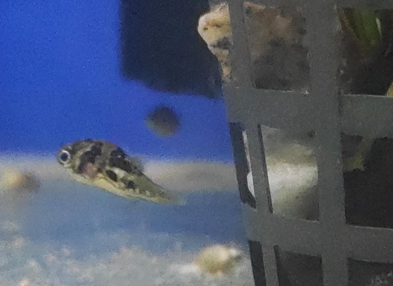 Dwarf Pea Puffer