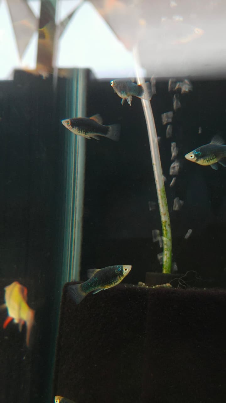 Green platy