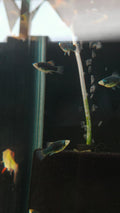 Green platy