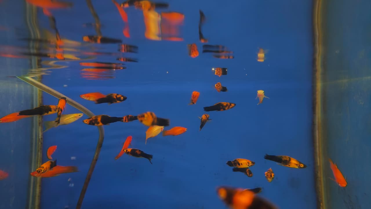 Calico swordtail