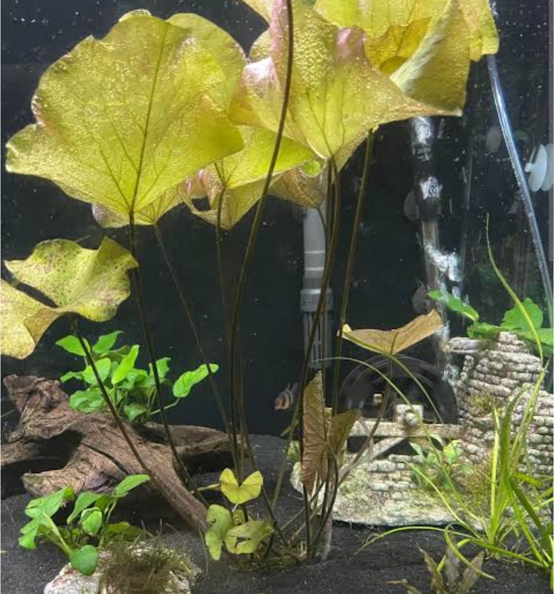 Greenlily_1 (1)