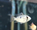 German Ram