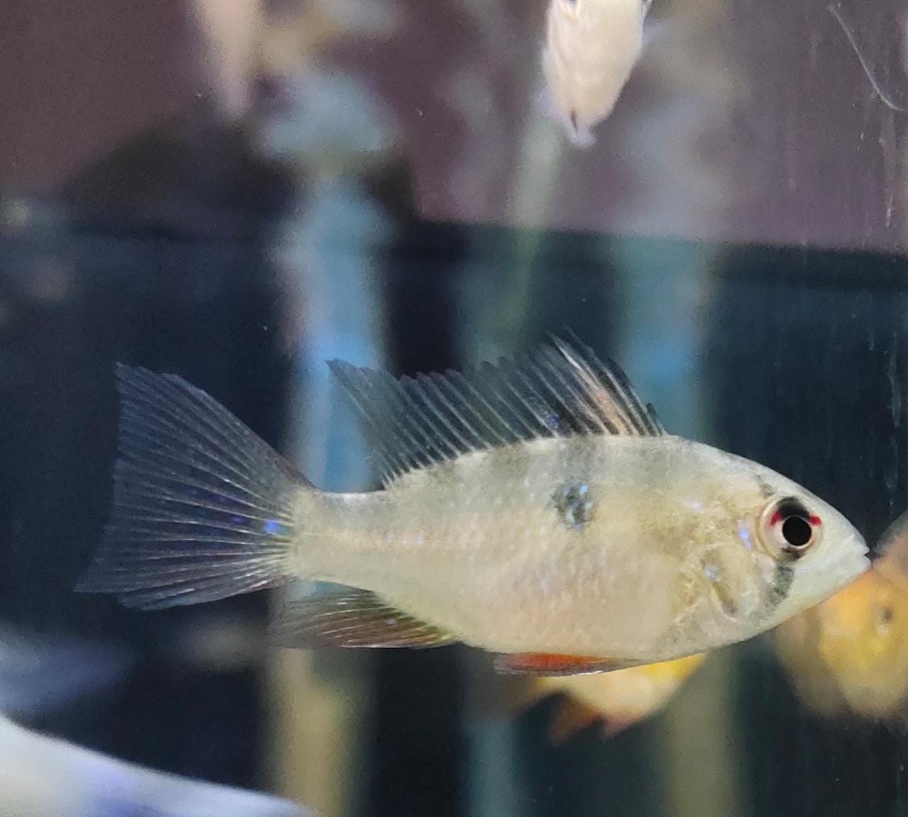 German Ram