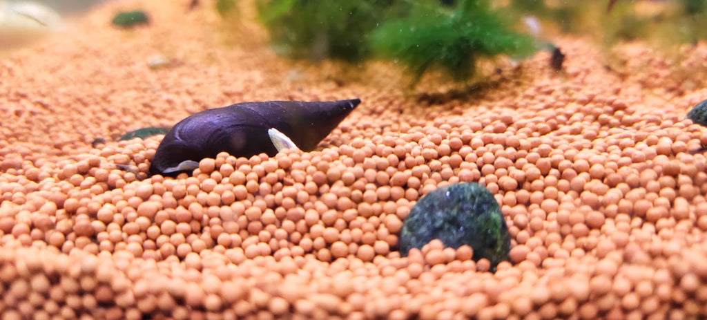 Devil Faunus snail