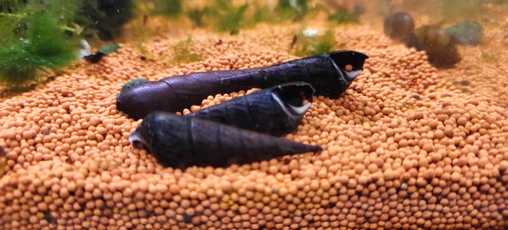 Devil Faunus snail