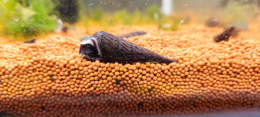 Devil Faunus snail