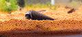 Devil Faunus snail