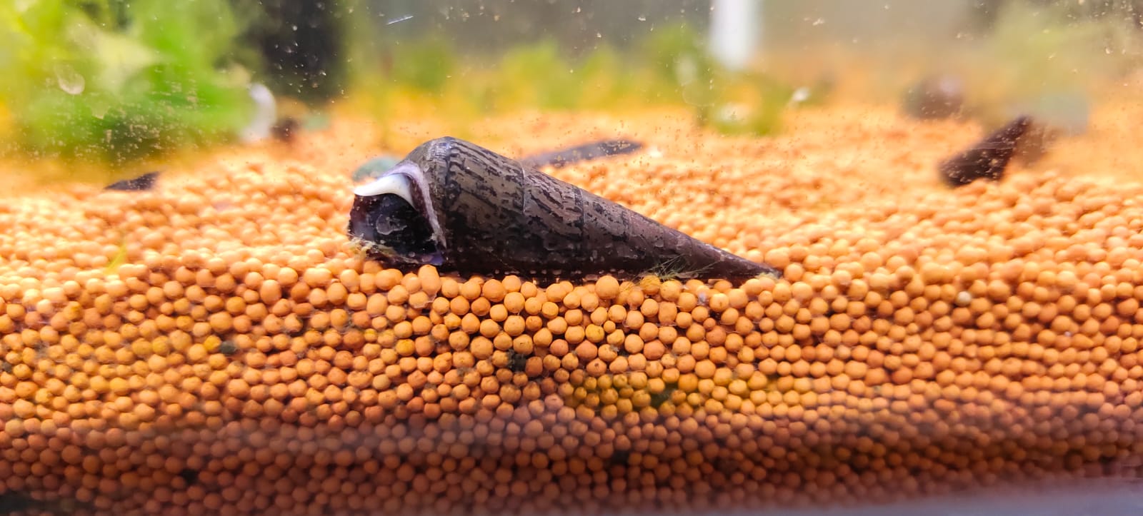 Devil Faunus snail