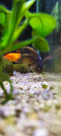 Black Ranchu