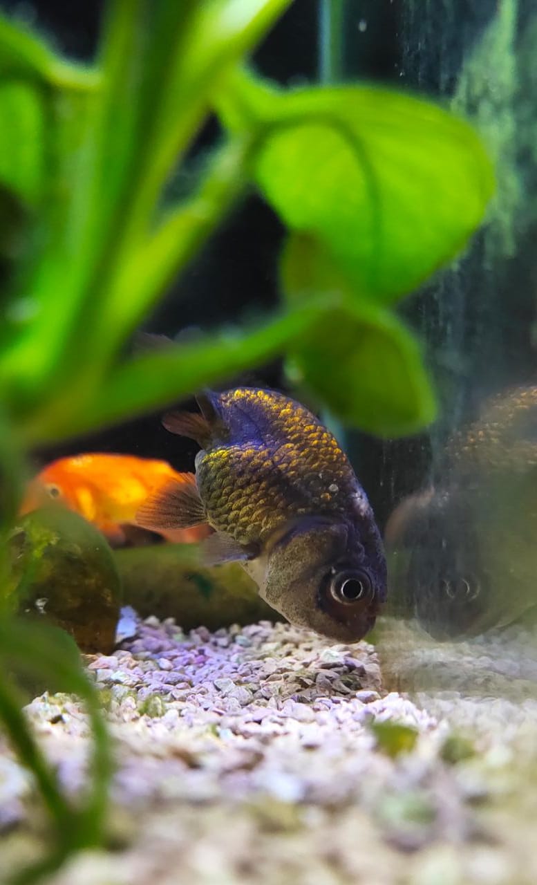 Black Ranchu