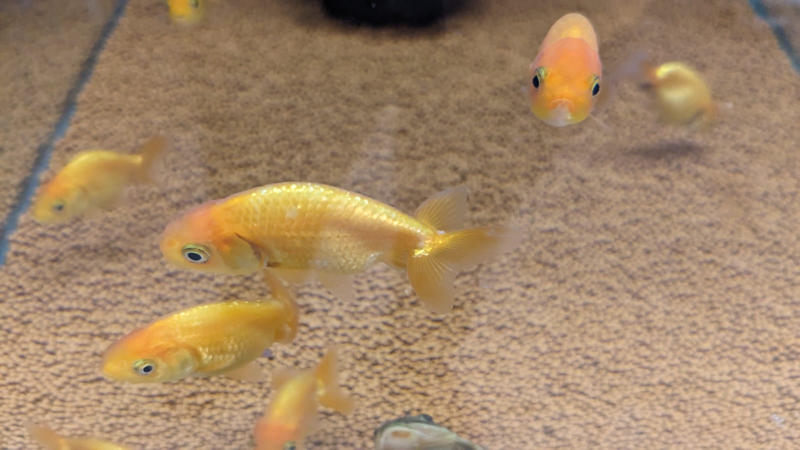 Ranchu