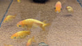 Ranchu