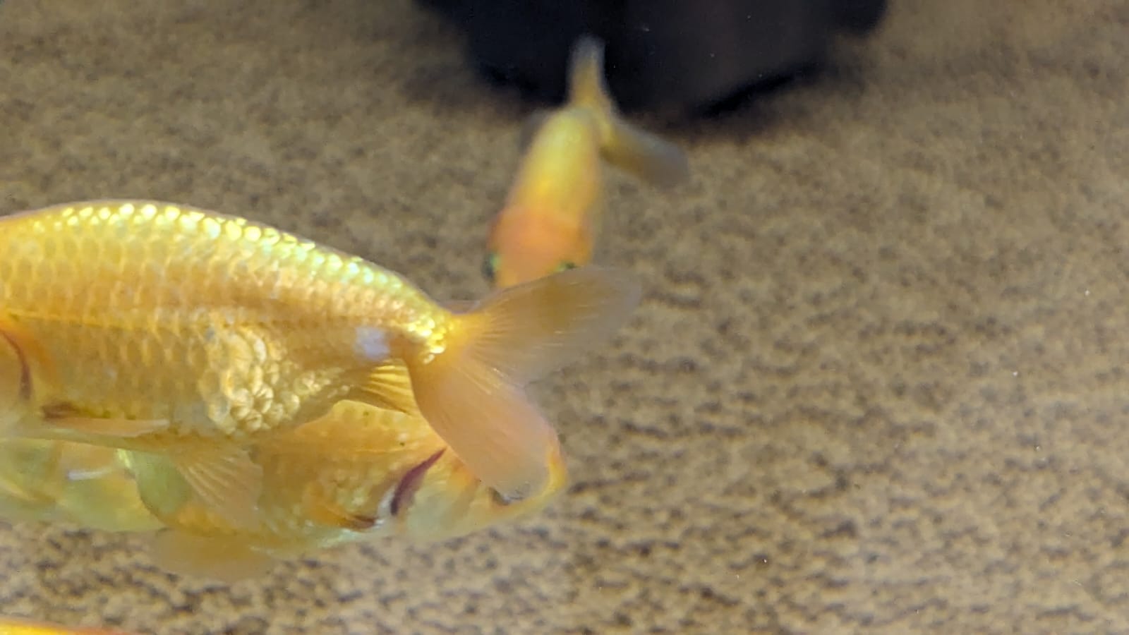 Ranchu
