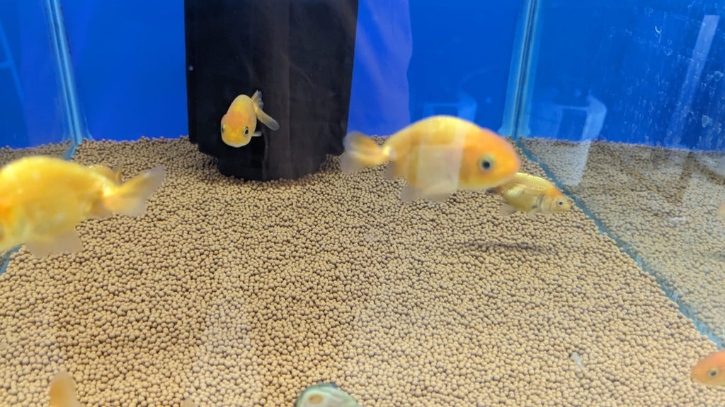 Ranchu