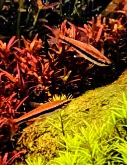 Red Pencil Tetra