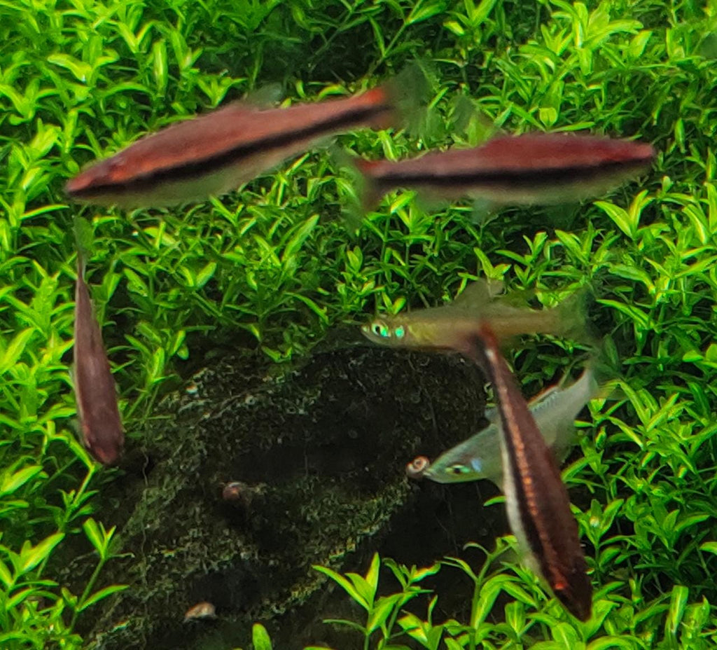 Red-Pencil-Tetra