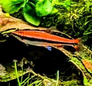 Red pencil tetra