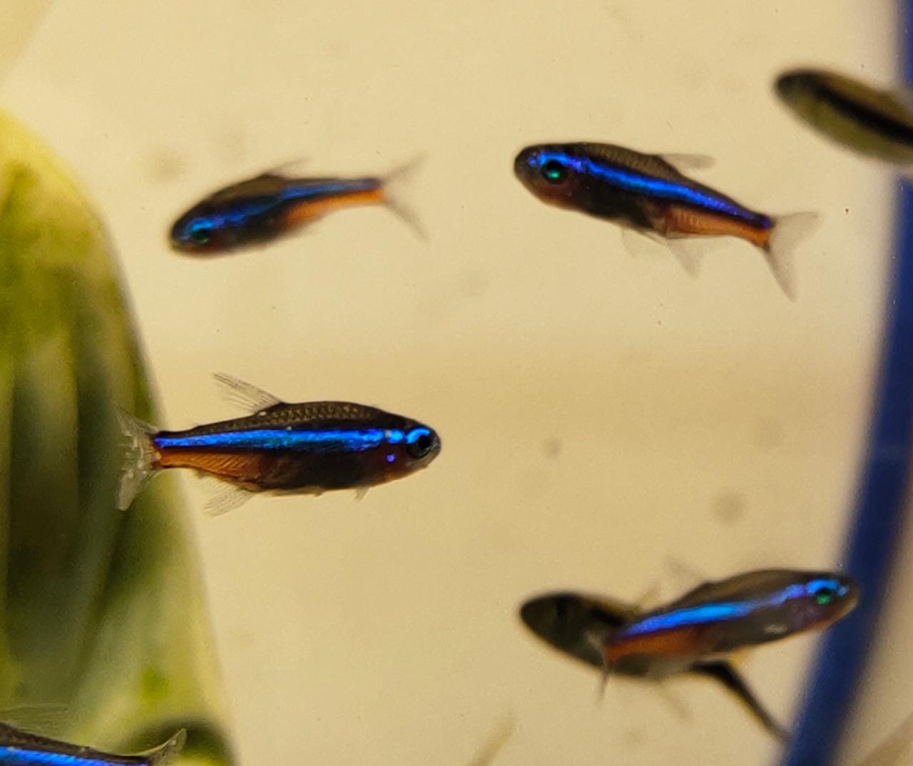 Green Neon Tetra