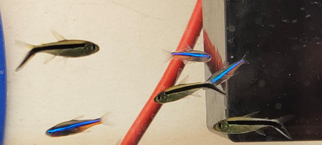 Green Neon Tetra