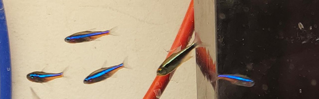 Green Neon Tetra
