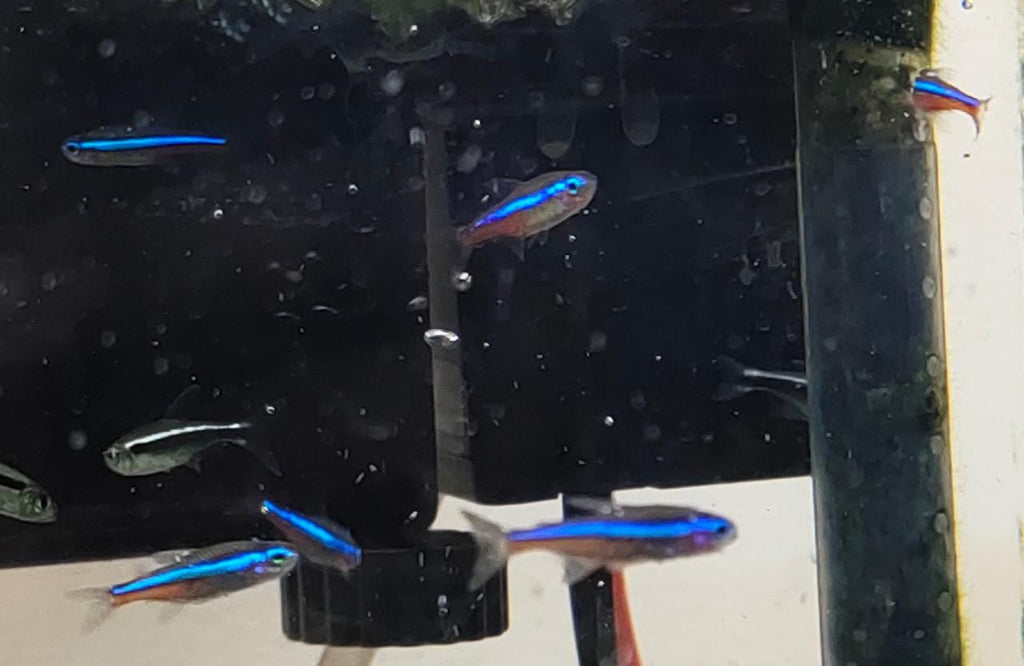 Green Neon Tetra