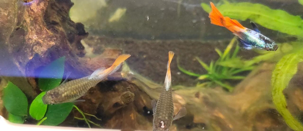 Platinum Red tail Elephant Ear Guppy