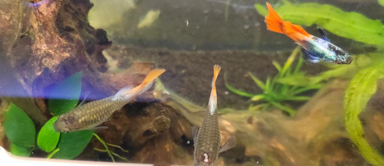 Platinum Red tail Elephant Ear Guppy