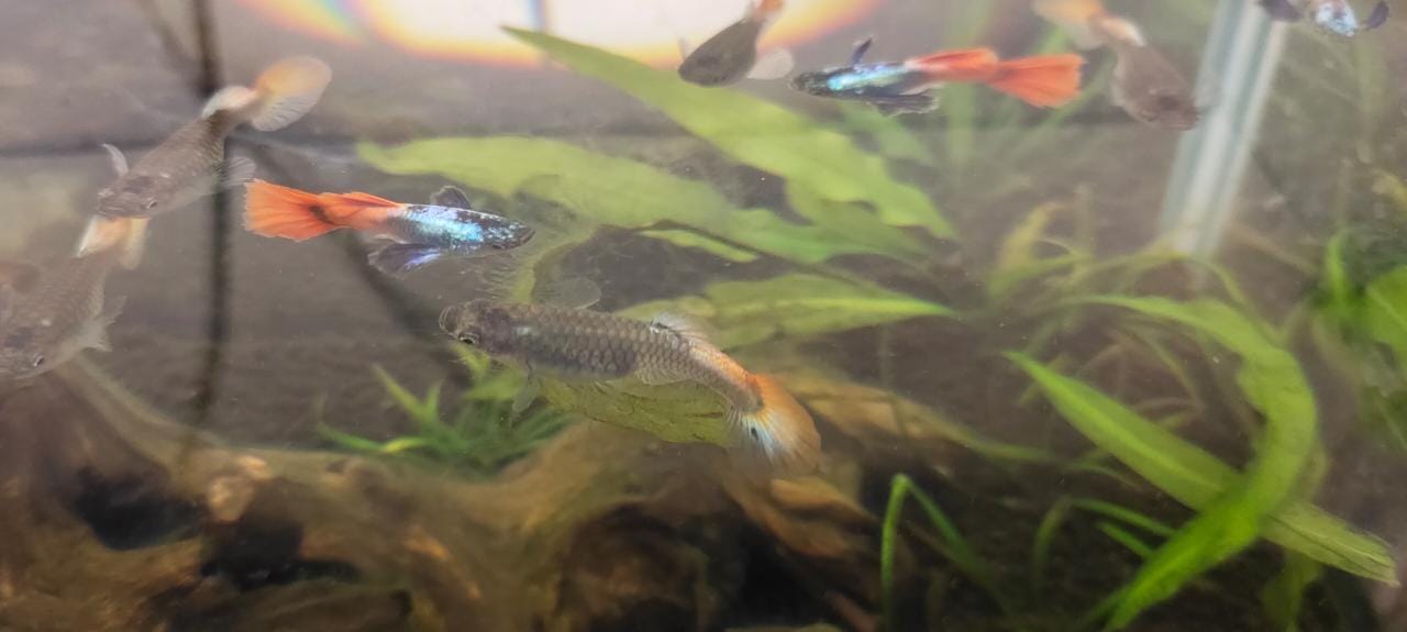 Platinum Red tail Elephant Ear Guppy